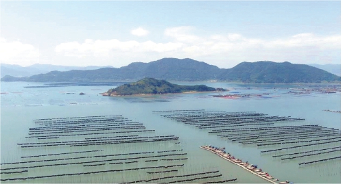 霞浦县贡献了福建省近三分之二的海带产量，这也让福建一举成为我国海带产量最高的省份—— 电商为霞浦海带添翼增力